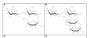 Obtaining of food-grade natural prebiotic oligosaccharides by enzymatic synthesis from disaccharides