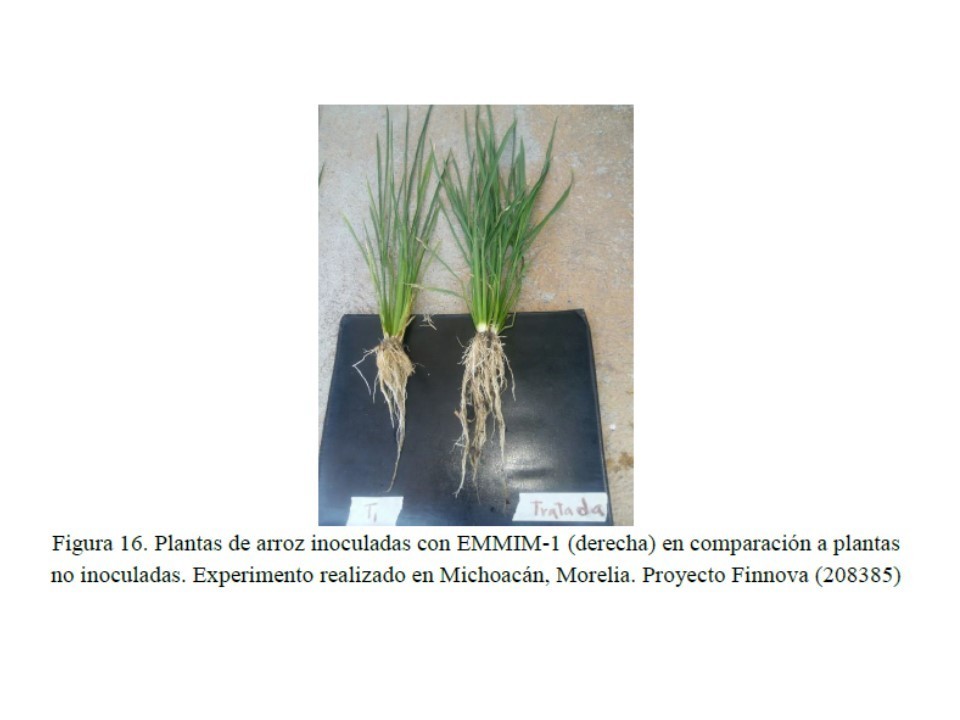 BACTERIAL FORMULATION FOR PLANT GROWTH.