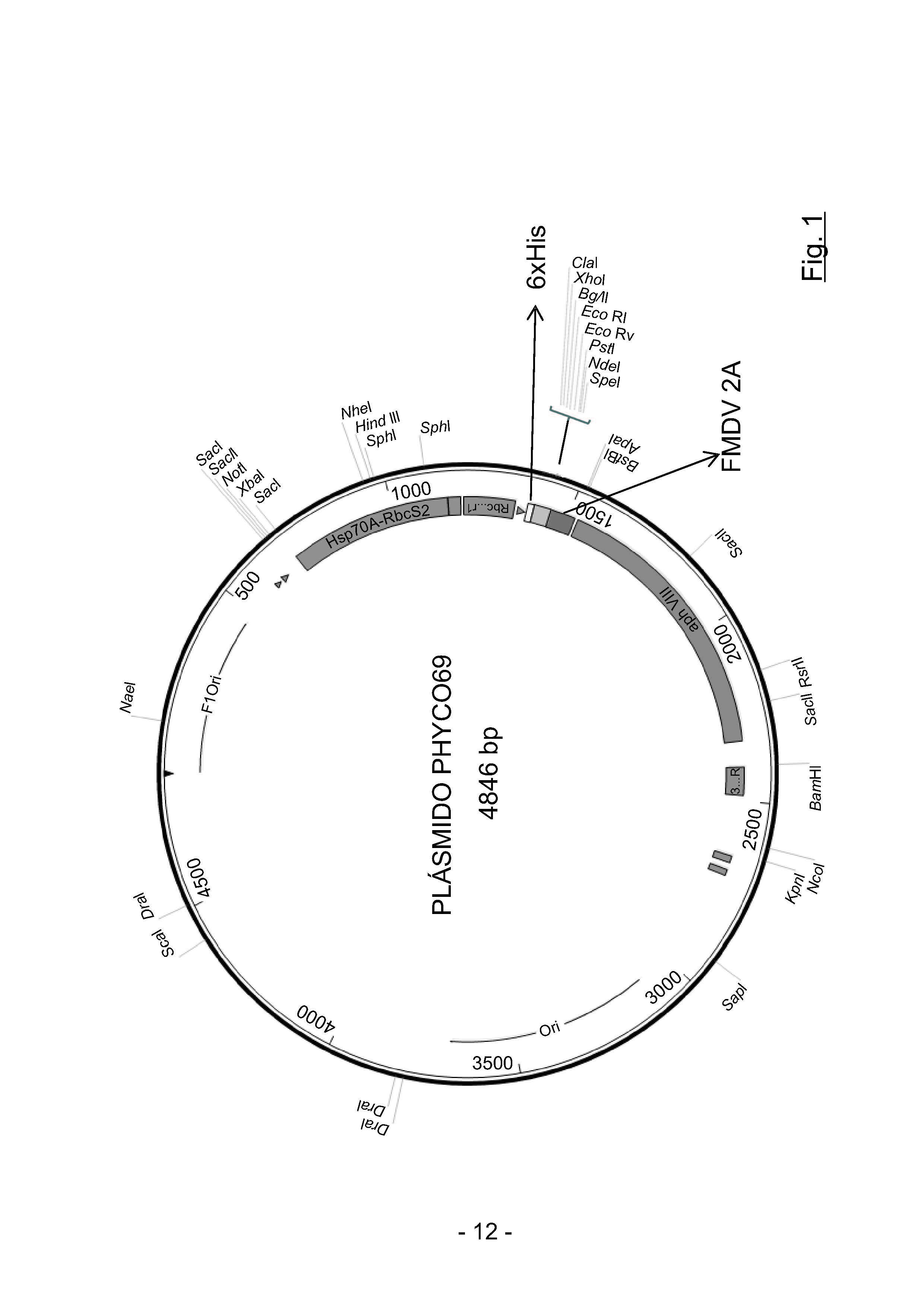 New plasmid and strategy for expression of exogenous proteins in eukaryotic microalgae by translational fusion with a selectable m[…]