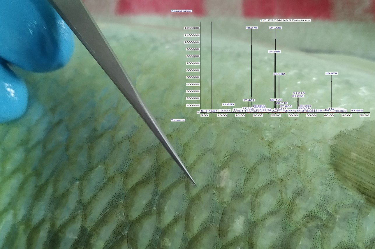 In vivo estimation of the fatty acids profiles of fish muscle