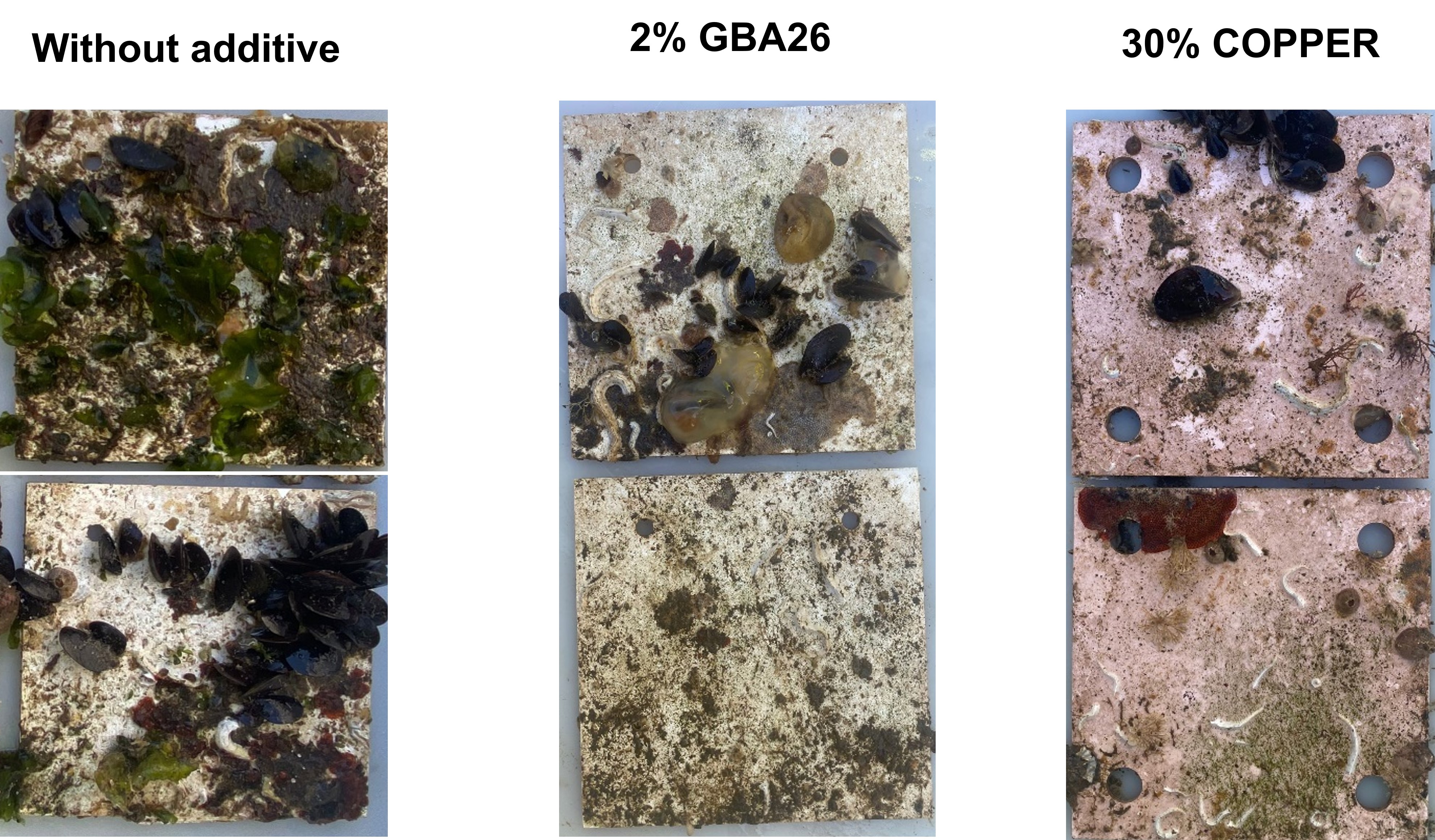 A nature-inspired, non-toxic antifouling agent to prevent organisms’ underwater adhesion.