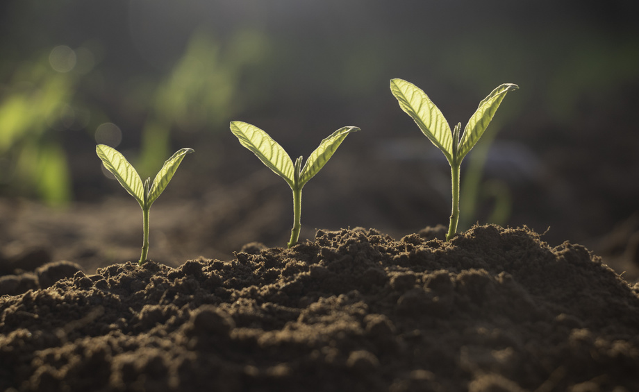 Planting container facilitating the storing and planting of seeds, bulbs or tubers in difficult conditions.