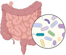 Microbial method for reproducing the human urolithin metabotypes in vitro and in vivo