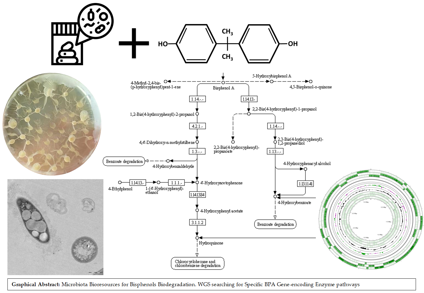 Microorganisms for BPA degradation with inulinase activity