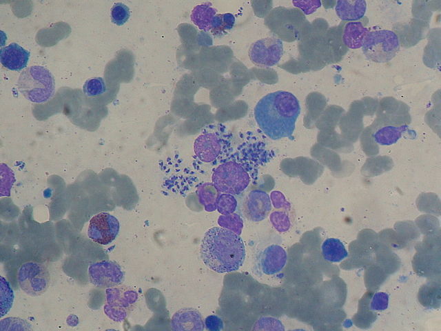 Compounds for the treatment of Leishmaniasis and other diseases caused by trypanosomes.