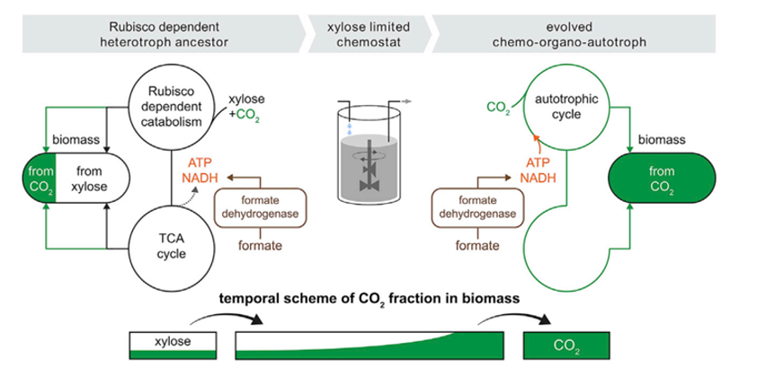 Carbon fixing bacteria