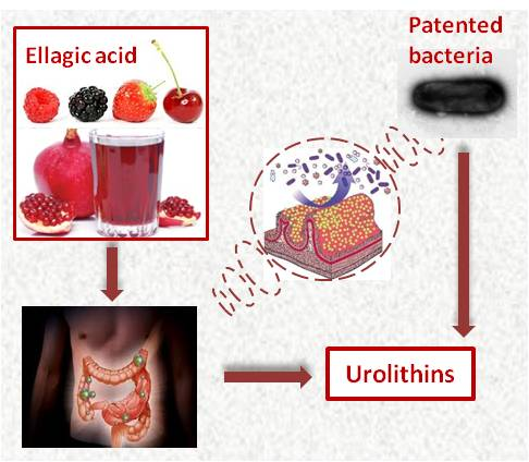 Microorganism and method to produce urolithins