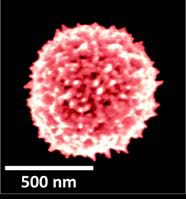 Nanometric markers: High-efficacy and fast molecular finding Authors: Luis Liz Marzán, Ramón Álvarez Puebla and Javier García […]