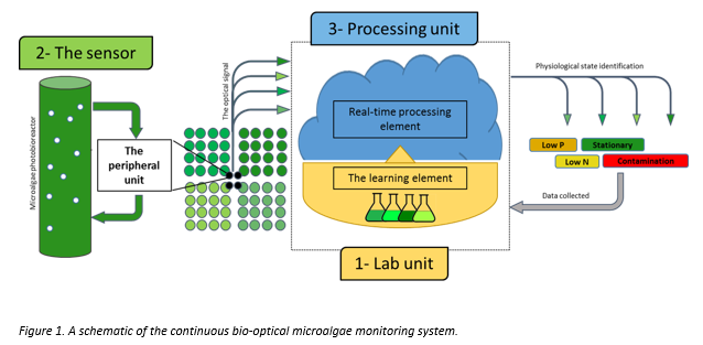 Continuous Biooptical Monitoring of Microalgae Crops