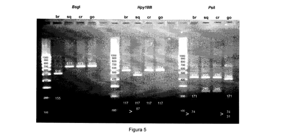 Procedure for the genetic identification of the european spices of the maja genero