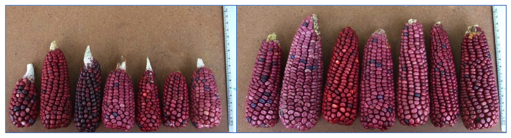 Bacterial formulation by plant growth