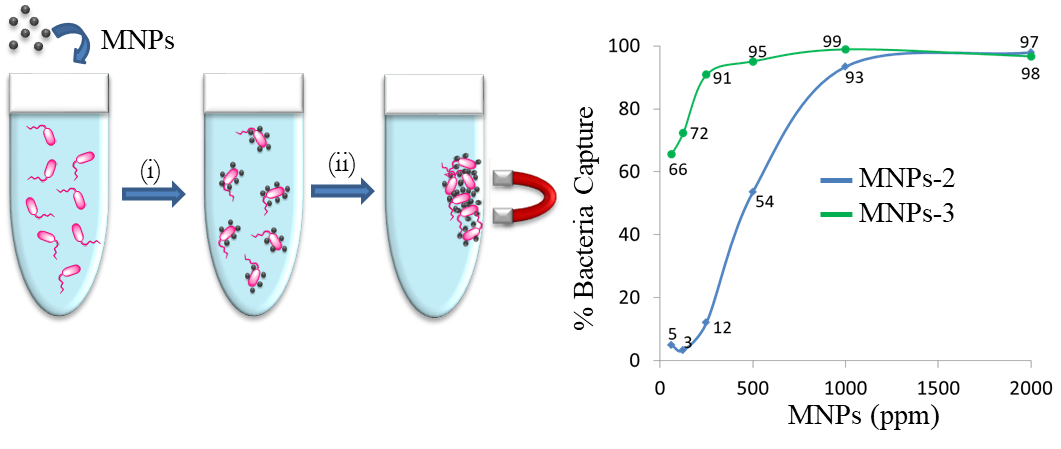 Magnetic nanoparticles stabilized with carbosilane dendritic systems and their uses