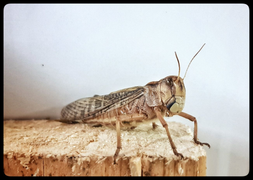 Grasshopper protein based healthy products