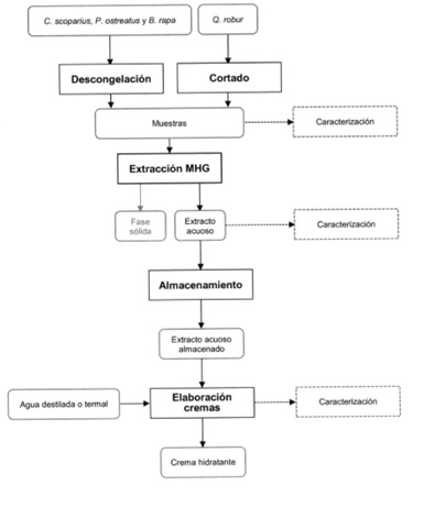 Aqueous antioxidant extracts of vegetable raw materials, procedure of obtaining and their use in the composition of a cosmetic and/or dermatological product