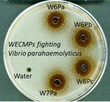 Functional actives for animal nutrition and hygiene based on synergistic mixes of plants already authorized as nutrients and feed additives