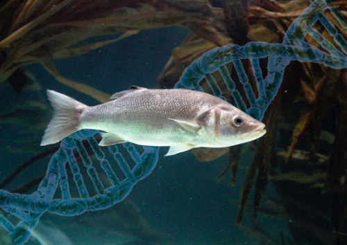 Method for predicting sex in fish