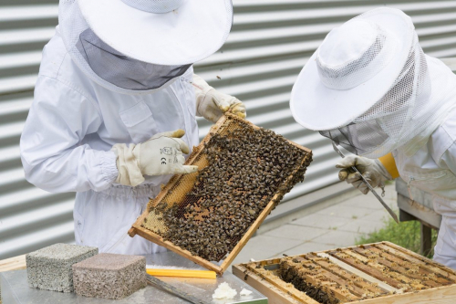 Honey powder preparation method