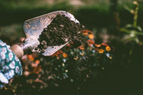 Plant growth-promoting microorganisms in metal-contaminated soil