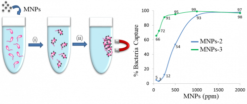 Magnetic nanoparticles stabilized with carbosilane dendritic systems and their uses