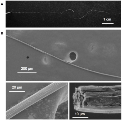 Spider silk-based sustainable materials